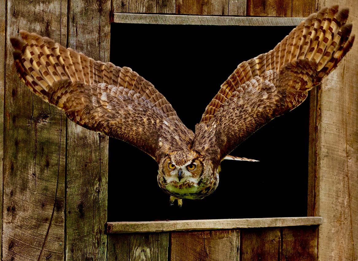 Great Horned owl flying from a barn, Southern Ontario, in controlled conditions by Peter K. Burian is licensed under CC BY-SA 4.0
